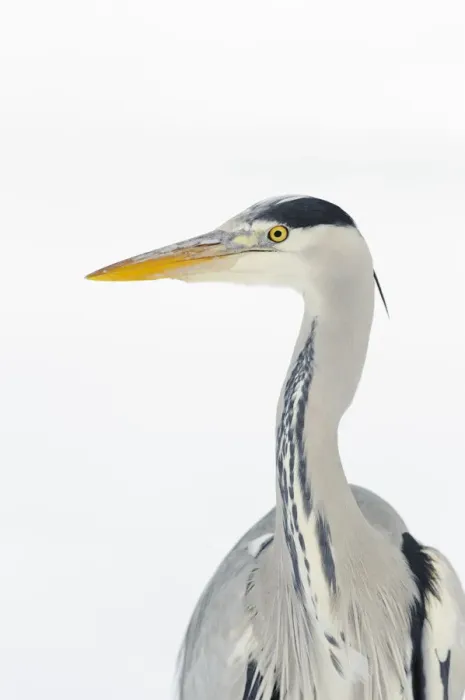 Framed Print : Grey heron (Ardea cinerea) portrait, River Tame, Reddish Vale Country Park, Stockport Framed Print : Grey heron (Ardea cinerea) portrait, River Tame, Reddish Vale Country Park, Stockport