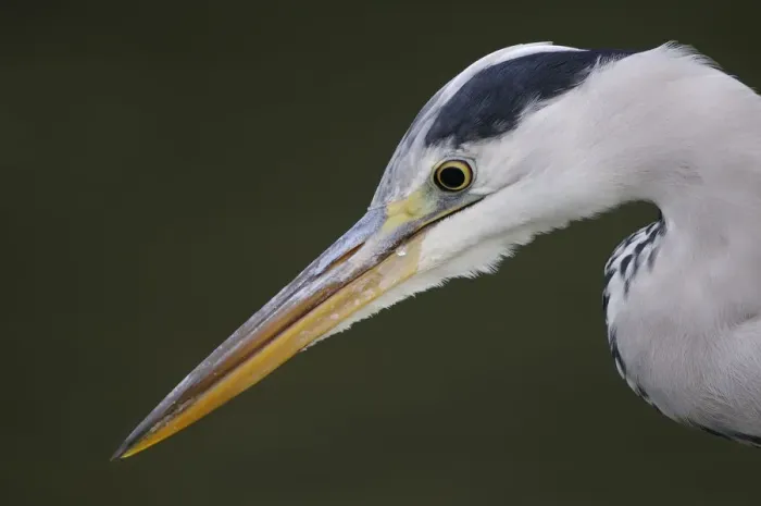 Framed Print : Grey heron (Ardea cinerea) profile of head and beak, Elbe Biosphere Reserve, Lower Saxony Framed Print : Grey heron (Ardea cinerea) profile of head and beak, Elbe Biosphere Reserve, Lower Saxony