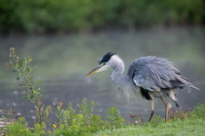 Framed Print : Grey heron (Ardea cinerea) shaking its feathers at water's edge, Peerdsbos, Brasschaat, Belgium. August