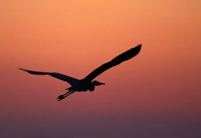 Framed Print : Grey Heron (Ardea cinerea) silhouette in flight at sunset, Pusztaszer, Hungary, May 2008 Framed Print : Grey Heron (Ardea cinerea) silhouette in flight at sunset, Pusztaszer, Hungary, May 2008