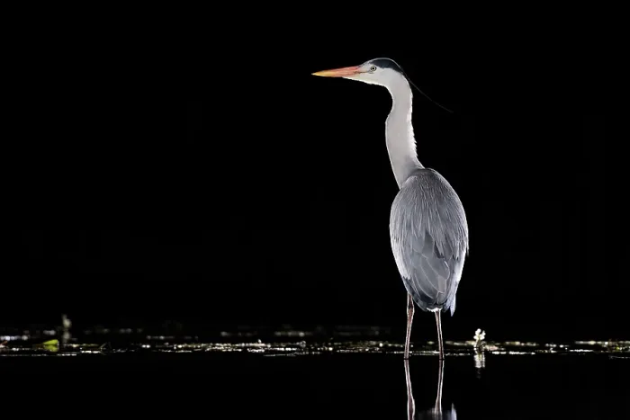 Framed Print : Grey heron (Ardea cinerea) standing in pond at night, near Bourne, Lincolnshire, UK. March Framed Print : Grey heron (Ardea cinerea) standing in pond at night, near Bourne, Lincolnshire, UK. March