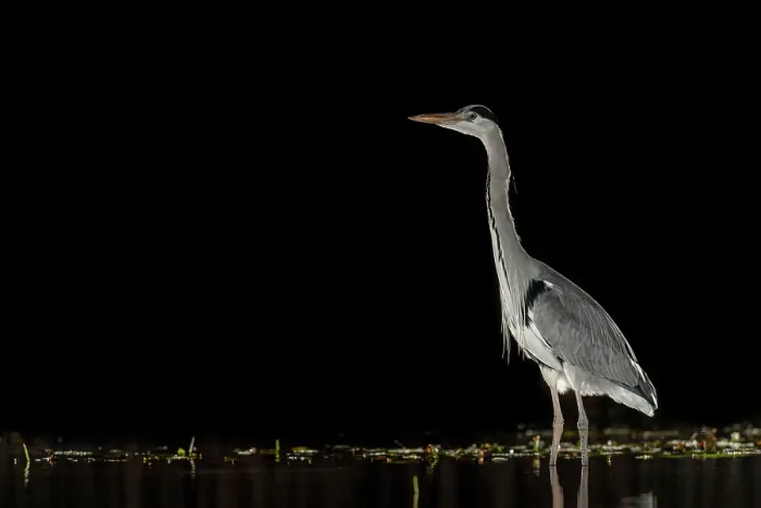 Framed Print : Grey heron (Ardea cinerea) standing in pond at night, near Bourne, Lincolnshire, UK. January Framed Print : Grey heron (Ardea cinerea) standing in pond at night, near Bourne, Lincolnshire, UK. January