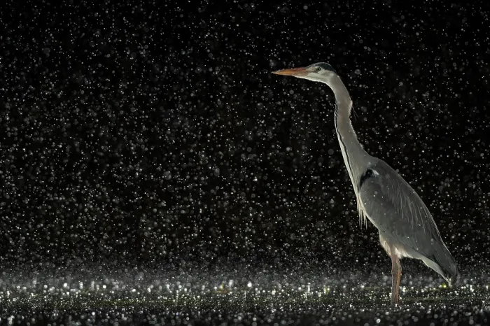Framed Print : Grey heron (Ardea cinerea) standing in pond at night in the rain, near Bourne, Lincolnshire, UK. January Framed Print : Grey heron (Ardea cinerea) standing in pond at night in the rain, near Bourne, Lincolnshire, UK. January