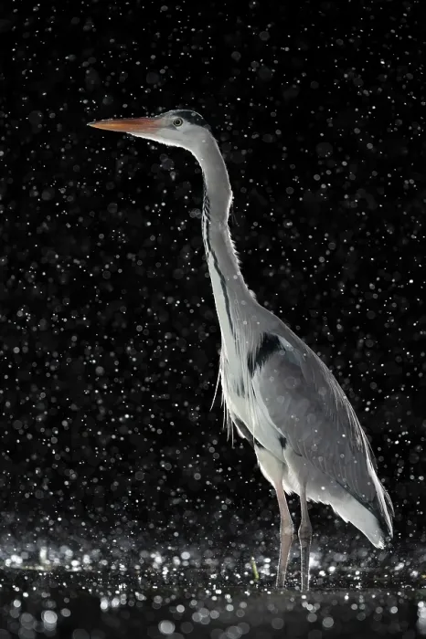 Framed Print : Grey heron (Ardea cinerea) standing in pond at night in the rain, near Bourne, Lincolnshire, UK. January Framed Print : Grey heron (Ardea cinerea) standing in pond at night in the rain, near Bourne, Lincolnshire, UK. January