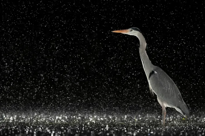 Framed Print : Grey heron (Ardea cinerea) standing in pond at night in the rain, near Bourne, Lincolnshire, UK. January