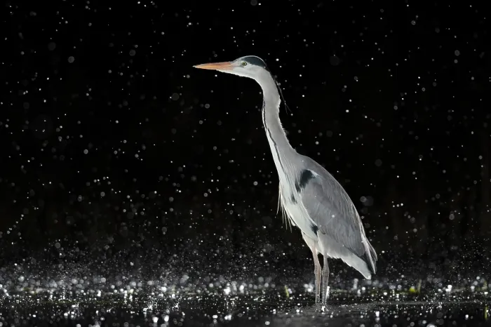 Framed Print : Grey heron (Ardea cinerea) standing in pond at night in the rain, near Bourne, Lincolnshire, UK. January Framed Print : Grey heron (Ardea cinerea) standing in pond at night in the rain, near Bourne, Lincolnshire, UK. January