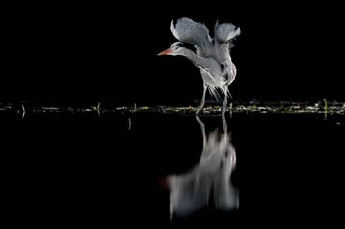 Framed Print : Grey heron (Ardea cinerea) standing in pond at night stretching its wings, near Bourne, Lincolnshire, UK. January Framed Print : Grey heron (Ardea cinerea) standing in pond at night stretching its wings, near Bourne, Lincolnshire, UK. January