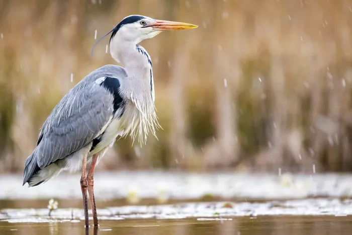 Framed Print : Grey heron (Ardea cinerea) standing in pond with reedbeds behind, near Bourne, Lincolnshire, UK. March Framed Print : Grey heron (Ardea cinerea) standing in pond with reedbeds behind, near Bourne, Lincolnshire, UK. March