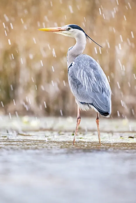 Framed Print : Grey heron (Ardea cinerea) standing in pond in snowfall, near Bourne, Lincolnshire, UK. March Framed Print : Grey heron (Ardea cinerea) standing in pond in snowfall, near Bourne, Lincolnshire, UK. March
