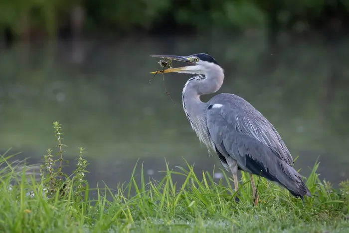 Framed Print : Grey heron (Ardea cinerea) standing with prey in beak, Peerdsbos, Brasschaat, Belgium. August Framed Print : Grey heron (Ardea cinerea) standing with prey in beak, Peerdsbos, Brasschaat, Belgium. August