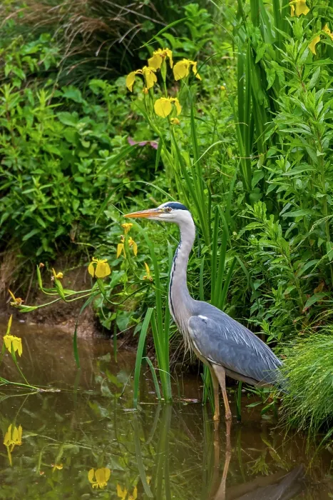 Framed Print : Grey heron (Ardea cinerea) standing in shallow water along lake bank with yellow Irises flowering in spring, La Brenne, Indre, France. May Framed Print : Grey heron (Ardea cinerea) standing in shallow water along lake bank with yellow Irises flowering in spring, La Brenne, Indre, France. May
