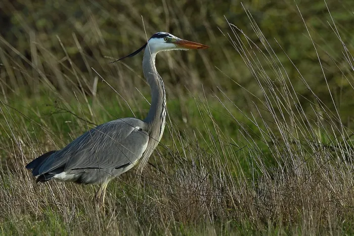 Framed Print : Grey heron (Ardea cinerea) standing in tall grass, Marais de Vendee, France. January Framed Print : Grey heron (Ardea cinerea) standing in tall grass, Marais de Vendee, France. January