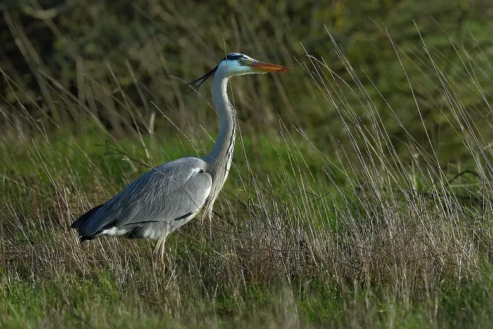 Framed Print : Grey heron (Ardea cinerea) standing in tall grass, Marais de Vendee, France. January Framed Print : Grey heron (Ardea cinerea) standing in tall grass, Marais de Vendee, France. January