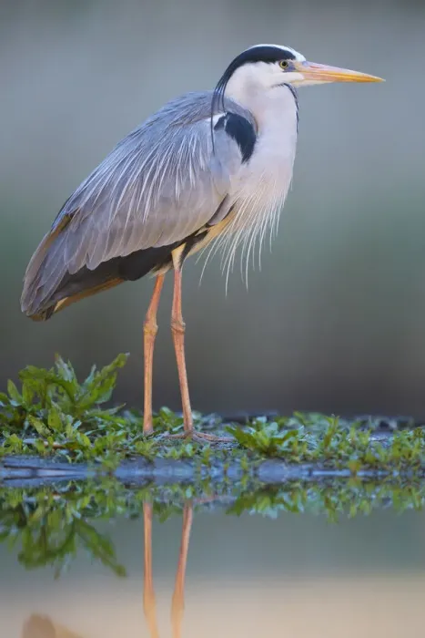 Framed Print : Grey heron (Ardea cinerea) standing at waters edge, Pusztaszer reserve, Hungary. May Framed Print : Grey heron (Ardea cinerea) standing at waters edge, Pusztaszer reserve, Hungary. May