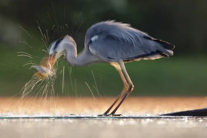 Framed Print : Grey Heron (Ardea cinerea) taking a fish from water. Kiskunsagi National Park, Hungary Framed Print : Grey Heron (Ardea cinerea) taking a fish from water. Kiskunsagi National Park, Hungary