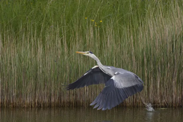 Framed Print : Grey heron (Ardea cinerea) taking off from water, Texel, Netherlands, May 2009 Framed Print : Grey heron (Ardea cinerea) taking off from water, Texel, Netherlands, May 2009