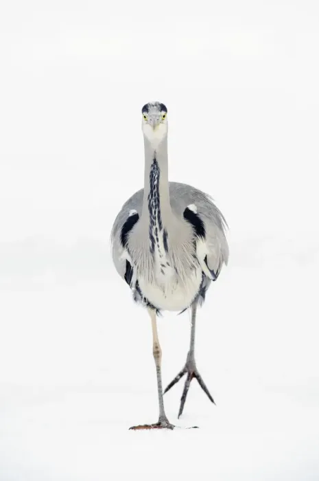 Framed Print : Grey heron (Ardea cinerea) walking towards camera on ice, River Tame, Reddish Vale Country Park Framed Print : Grey heron (Ardea cinerea) walking towards camera on ice, River Tame, Reddish Vale Country Park