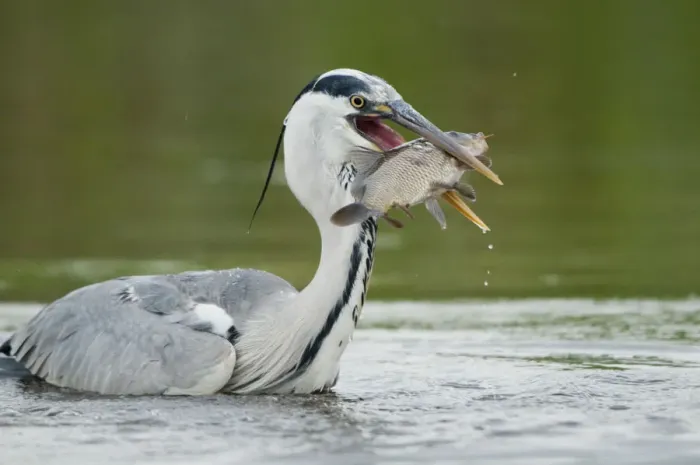 Framed Print : Grey heron (Ardea cinerea) in water holding a fish, Fisher pond, Prypiat area, Belarus Framed Print : Grey heron (Ardea cinerea) in water holding a fish, Fisher pond, Prypiat area, Belarus
