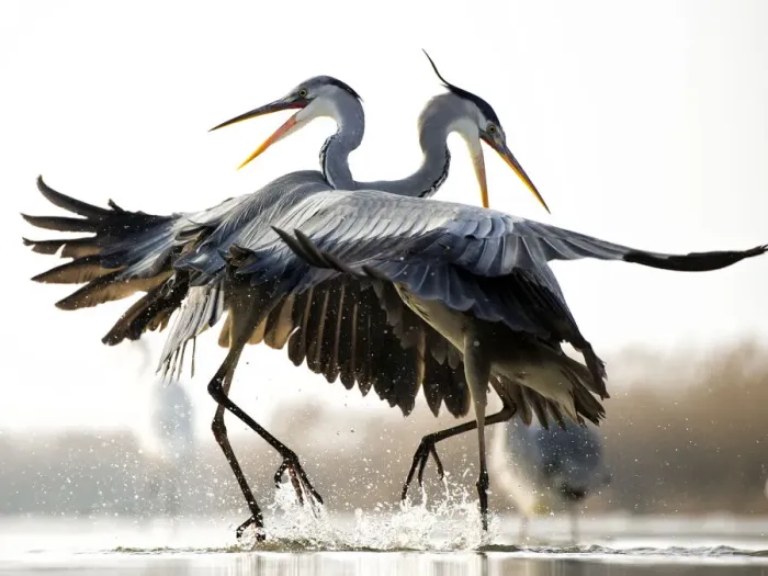 Framed Print : Grey herons (Ardea cinerea) two fighting, Lake Csaj, Kiskunsagi National Park, Pusztaszer, Hungary Framed Print : Grey herons (Ardea cinerea) two fighting, Lake Csaj, Kiskunsagi National Park, Pusztaszer, Hungary