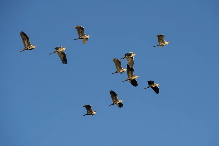 Framed Print : Grey herons (Ardea cinerea) flock in flight, Marataba, Marakele National Park, Limpopo Province, South Africa Framed Print : Grey herons (Ardea cinerea) flock in flight, Marataba, Marakele National Park, Limpopo Province, South Africa