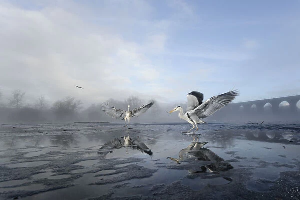 Two Grey herons (Ardea cinerea) on ice, squabbling over fish fed to them by visitors