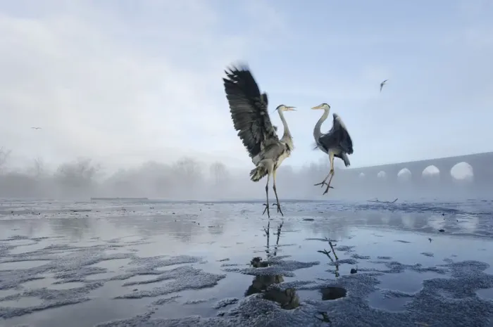 Framed Print : Two Grey herons (Ardea cinerea) squabbling over fish fed to them by visitors, River Tame Framed Print : Two Grey herons (Ardea cinerea) squabbling over fish fed to them by visitors, River Tame