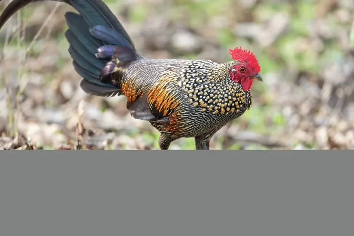 Framed Print : Grey jungle fowl (Gallus sonneratii) male, portrait, Kabini, Nagarhole National Park, Karnataka. India Framed Print : Grey jungle fowl (Gallus sonneratii) male, portrait, Kabini, Nagarhole National Park, Karnataka. India
