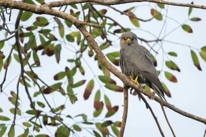 Framed Print : Grey kestrel (Falco ardosiaceus) perched on branch, Allahein river, The Gambia Framed Print : Grey kestrel (Falco ardosiaceus) perched on branch, Allahein river, The Gambia