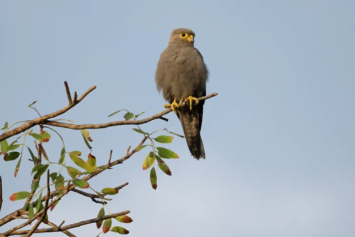 Framed Print : Grey kestrel (Falco ardosiaceus) perched on branch, Allahein river, The Gambia Framed Print : Grey kestrel (Falco ardosiaceus) perched on branch, Allahein river, The Gambia