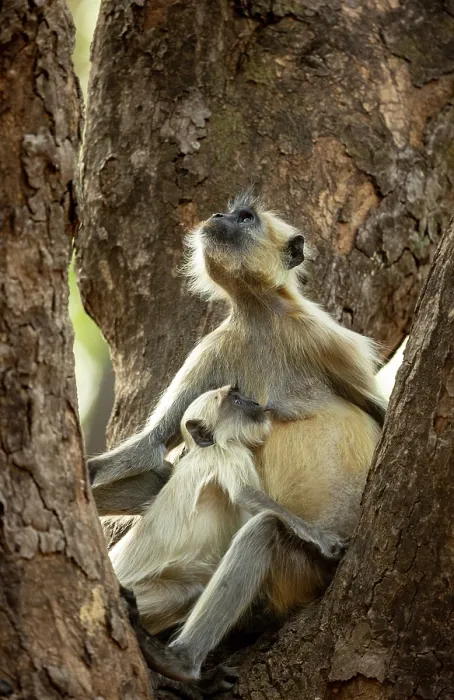 Framed Print : Grey langur (Semnopithecus entellus) female, suckling infant in tree, Bandhavgarh Tiger Reserve, Madhya Pradesh, India Framed Print : Grey langur (Semnopithecus entellus) female, suckling infant in tree, Bandhavgarh Tiger Reserve, Madhya Pradesh, India