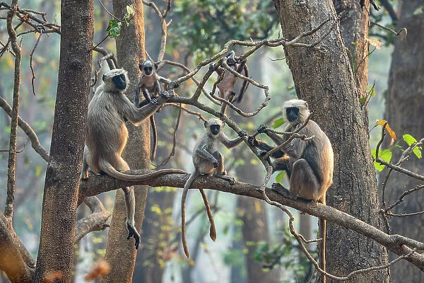 Grey langurs (Semnopithecus entellus) family group, sitting and climbing in tree, Bardia National Park, Terai, Nepal