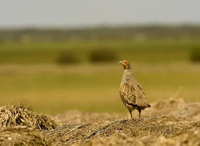 Framed Print : Grey partridge (Pedrix pedrix) camouflaged against hay mound, Matsalu National Park Framed Print : Grey partridge (Pedrix pedrix) camouflaged against hay mound, Matsalu National Park