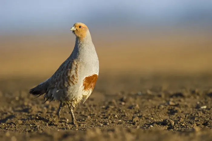 Framed Print : Grey Partridge (Perdix perdix) on a bare field, Norfolk, England, UK, April
