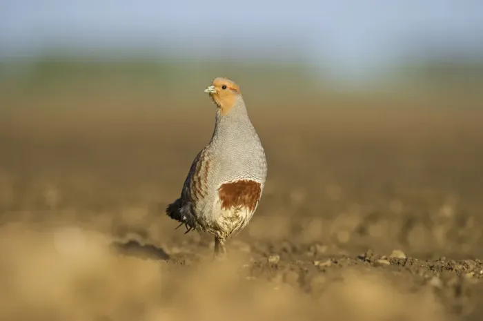 Framed Print : Grey Partridge (Perdix perdix) on a bare field, Norfolk, England, UK, April Framed Print : Grey Partridge (Perdix perdix) on a bare field, Norfolk, England, UK, April