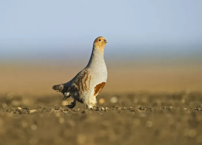 Framed Print : Grey Partridge (Perdix perdix) on a bare field, scraping for food, Norfolk, England, UK, April Framed Print : Grey Partridge (Perdix perdix) on a bare field, scraping for food, Norfolk, England, UK, April