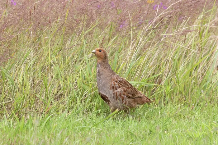 Framed Print : Grey partridge (Perdix perdix) male, portrait, Norfolk, England, UK. July Framed Print : Grey partridge (Perdix perdix) male, portrait, Norfolk, England, UK. July