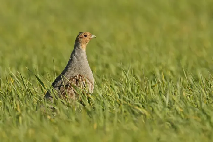 Framed Print : Grey partridge (Perdix perdix) standing in a field of Winter wheat (Triticum), Norfolk Framed Print : Grey partridge (Perdix perdix) standing in a field of Winter wheat (Triticum), Norfolk