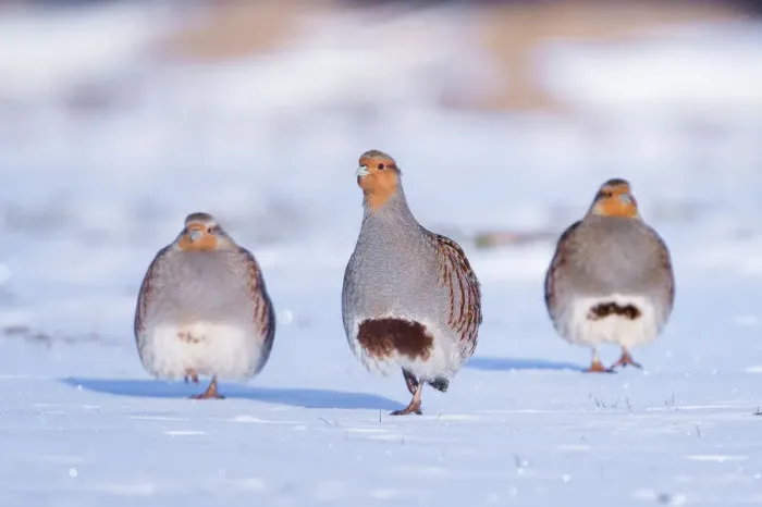 Framed Print : Three Grey partridge (Perdix perdix) walking in snow. Near Nijmegen, the Netherlands. February Framed Print : Three Grey partridge (Perdix perdix) walking in snow. Near Nijmegen, the Netherlands. February
