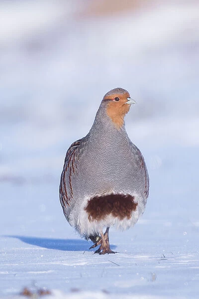 Grey partridge (Perdix perdix) walking in snow. Near Nijmegen, the Netherlands. February