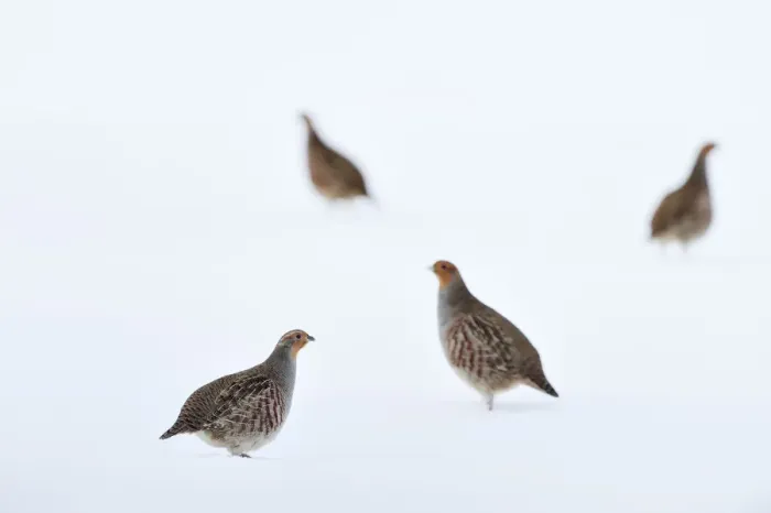 Framed Print : Four Grey partridges (Perdix perdix) on snow-covered arable field, Scottish Borders, Scotland, UK. January Framed Print : Four Grey partridges (Perdix perdix) on snow-covered arable field, Scottish Borders, Scotland, UK. January