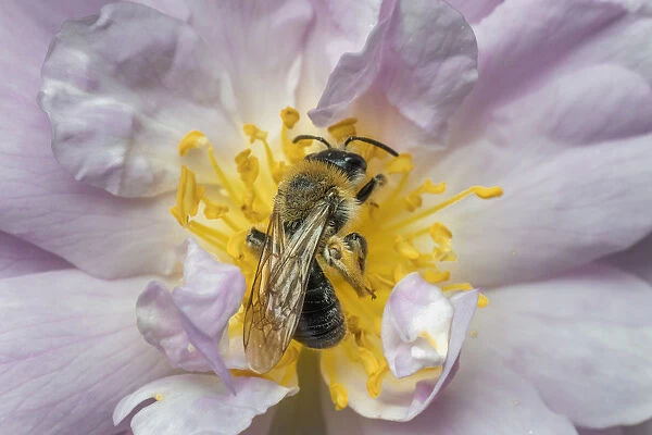 Grey patched mining bee (Andrena nitida), male feeding rambling rose flower (Rosa sp) Monmouthshire