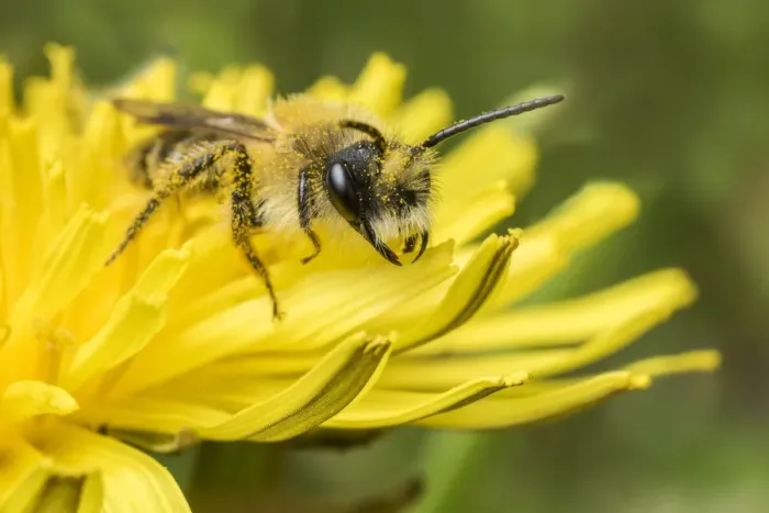 Framed Print : Grey-patched Mining Bee (Andrena nitida) feeding on Dandelion (Taraxacum offinicale) Monmouthshire Framed Print : Grey-patched Mining Bee (Andrena nitida) feeding on Dandelion (Taraxacum offinicale) Monmouthshire