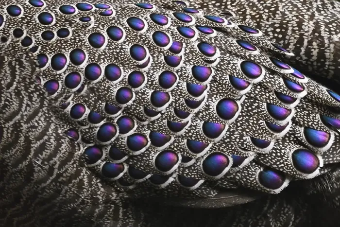 Framed Print : Grey peacock-pheasant (Polyplectron bicalcaratum) close up of the feathers, Tongbiguan Framed Print : Grey peacock-pheasant (Polyplectron bicalcaratum) close up of the feathers, Tongbiguan