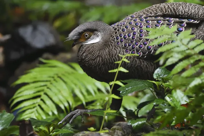 Framed Print : Grey peacock-pheasant (Polyplectron bicalcaratum) walking through the forest at Tongbiguan Framed Print : Grey peacock-pheasant (Polyplectron bicalcaratum) walking through the forest at Tongbiguan