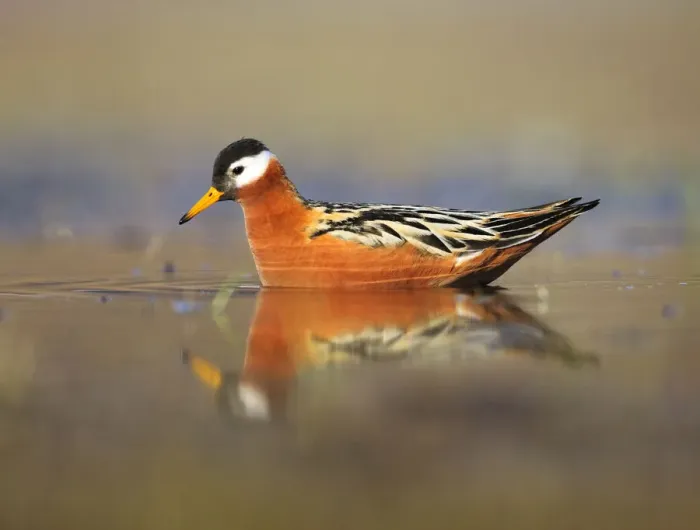 Framed Print : Grey phalarope (Phalaropus fulicarius) on water, Spitsbergen, Svalbard, Norway, June 2009 Framed Print : Grey phalarope (Phalaropus fulicarius) on water, Spitsbergen, Svalbard, Norway, June 2009