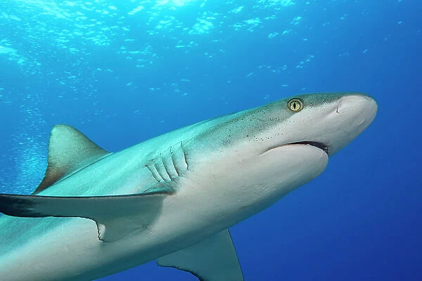 Grey reef shark (Carcharhinus amblyrhynchos) swimming, Yap, Micronesia, Pacific Ocean