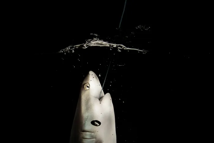 Framed Print : Grey reef shark (Carcharhinus amblyrhynchos) juvenile, at the surface hooked by angler during the night in the open sea at Burma Bank Framed Print : Grey reef shark (Carcharhinus amblyrhynchos) juvenile, at the surface hooked by angler during the night in the open sea at Burma Bank