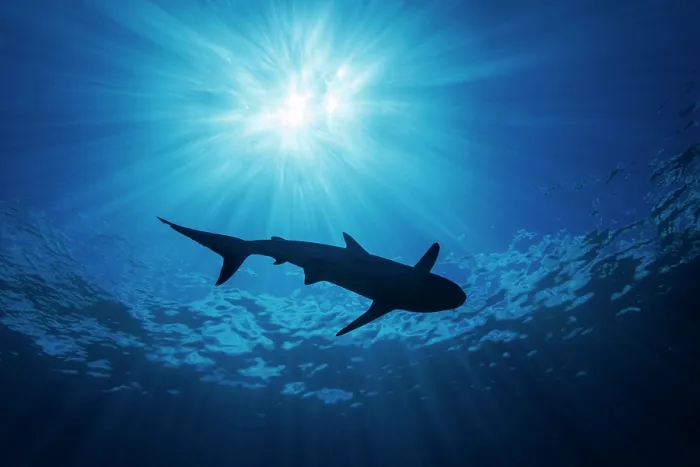 Framed Print : Grey reef shark (Carcharhinus amblyrhynchos) swimming over reef, silhouetted by the sun's ray from above, Yap, Federated States of Micronesia, Pacific Ocean Framed Print : Grey reef shark (Carcharhinus amblyrhynchos) swimming over reef, silhouetted by the sun's ray from above, Yap, Federated States of Micronesia, Pacific Ocean