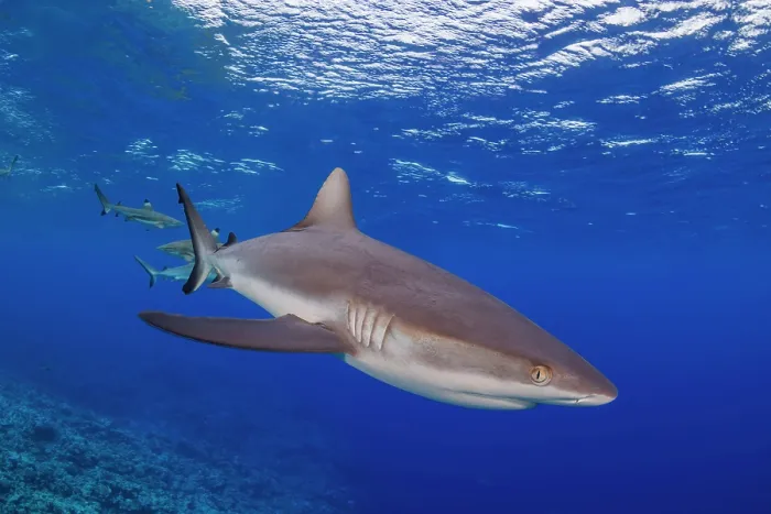 Framed Print : Grey reef shark (Carcharhinus amblyrhynchos) swimming over a reef, Yap, Federated States of Micronesia, Pacific Ocean Framed Print : Grey reef shark (Carcharhinus amblyrhynchos) swimming over a reef, Yap, Federated States of Micronesia, Pacific Ocean