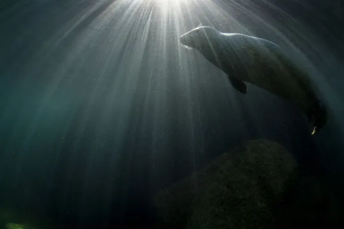 Framed Print : Grey seal (Haichaoerus grypus) swimming below surface with sunbeams. Lundy Island, Devon, UK